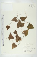 臺灣馬交兒藏品圖，第1張