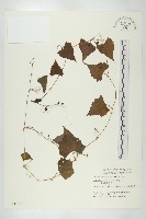 臺灣馬交兒藏品圖，第1張