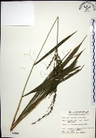 棕葉狗尾草藏品圖，第1張