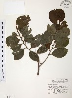 森氏紅淡比藏品圖，第1張