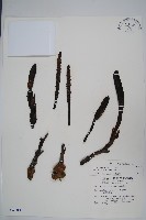 穗花蛇菰藏品圖，第1張