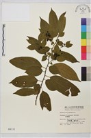 桶鉤藤藏品圖，第1張