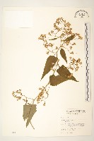 蔓黃菀藏品圖，第1張