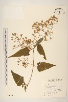 蔓黃菀藏品圖，第1張