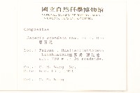 蔓黃菀藏品圖，第2張