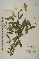 大頭艾納香藏品圖，第1張