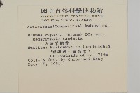 大頭艾納香藏品圖，第2張