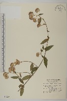 大頭艾納香藏品圖，第1張