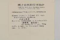 大頭艾納香藏品圖，第2張