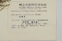 茵蔯蒿藏品圖，第2張