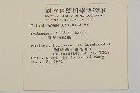 南華南蛇藤，青江藤藏品圖，第2張