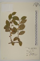 南華南蛇藤，青江藤藏品圖，第1張