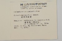 南華南蛇藤，青江藤藏品圖，第2張