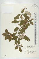 藤胡頹子藏品圖，第1張