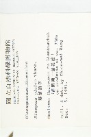 藤胡頹子藏品圖，第2張