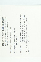 藤胡頹子藏品圖，第2張