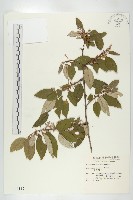 藤胡頹子藏品圖，第1張