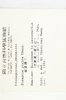 藤胡頹子藏品圖，第2張