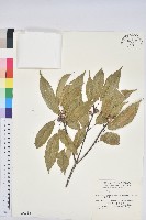 青剛櫟、鐵椆藏品圖，第1張