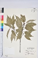 青剛櫟、鐵椆藏品圖，第1張