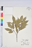 青剛櫟、鐵椆藏品圖，第1張