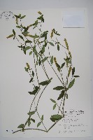 狹葉爵床藏品圖，第1張