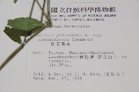 狹葉爵床藏品圖，第2張