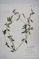 狹葉爵床藏品圖，第1張