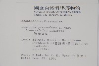 狹葉爵床藏品圖，第2張