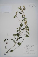 狹葉爵床藏品圖，第1張