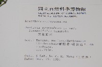 狹葉爵床藏品圖，第2張