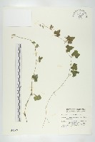 倒吊金鐘、天花藏品圖，第1張