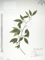 飛龍掌血藏品圖，第1張