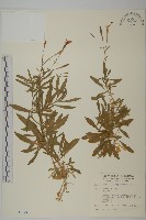 蠅子草藏品圖，第1張
