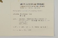 蠅子草藏品圖，第2張