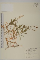 蠅子草藏品圖，第1張