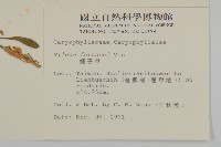 蠅子草藏品圖，第2張