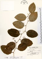 糙莖菝契藏品圖，第1張