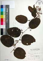 糙莖菝契藏品圖，第1張