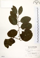 糙莖菝契藏品圖，第1張