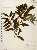 山胡椒藏品圖，第1張