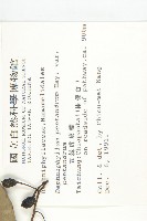 五蕊虎皮楠藏品圖，第2張