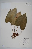 下花細辛藏品圖，第1張