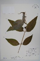 台灣土黨參藏品圖，第1張