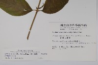 台灣土黨參藏品圖，第2張