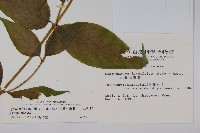 台灣土黨參藏品圖，第2張