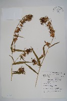 大本山梗菜藏品圖，第1張