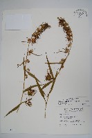 大本山梗菜藏品圖，第1張