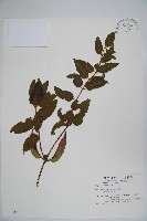 阿里山忍冬、漸尖葉忍冬藏品圖，第1張