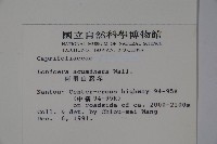 阿里山忍冬、漸尖葉忍冬藏品圖，第2張